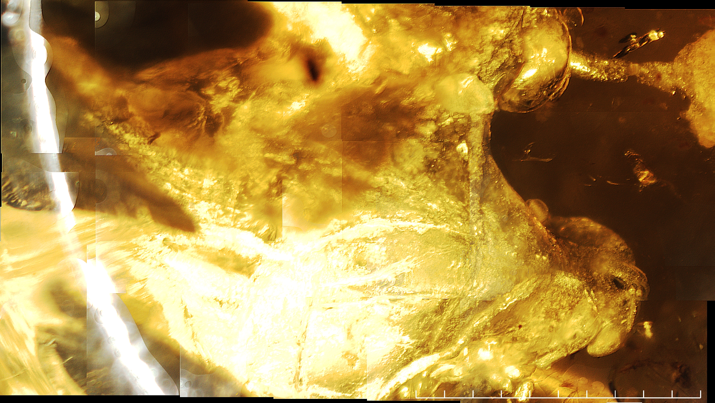 full micrograph stitched of pterosaur in amber