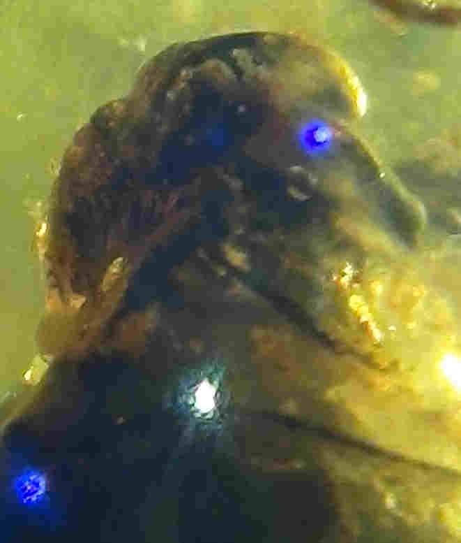 Bird in amber