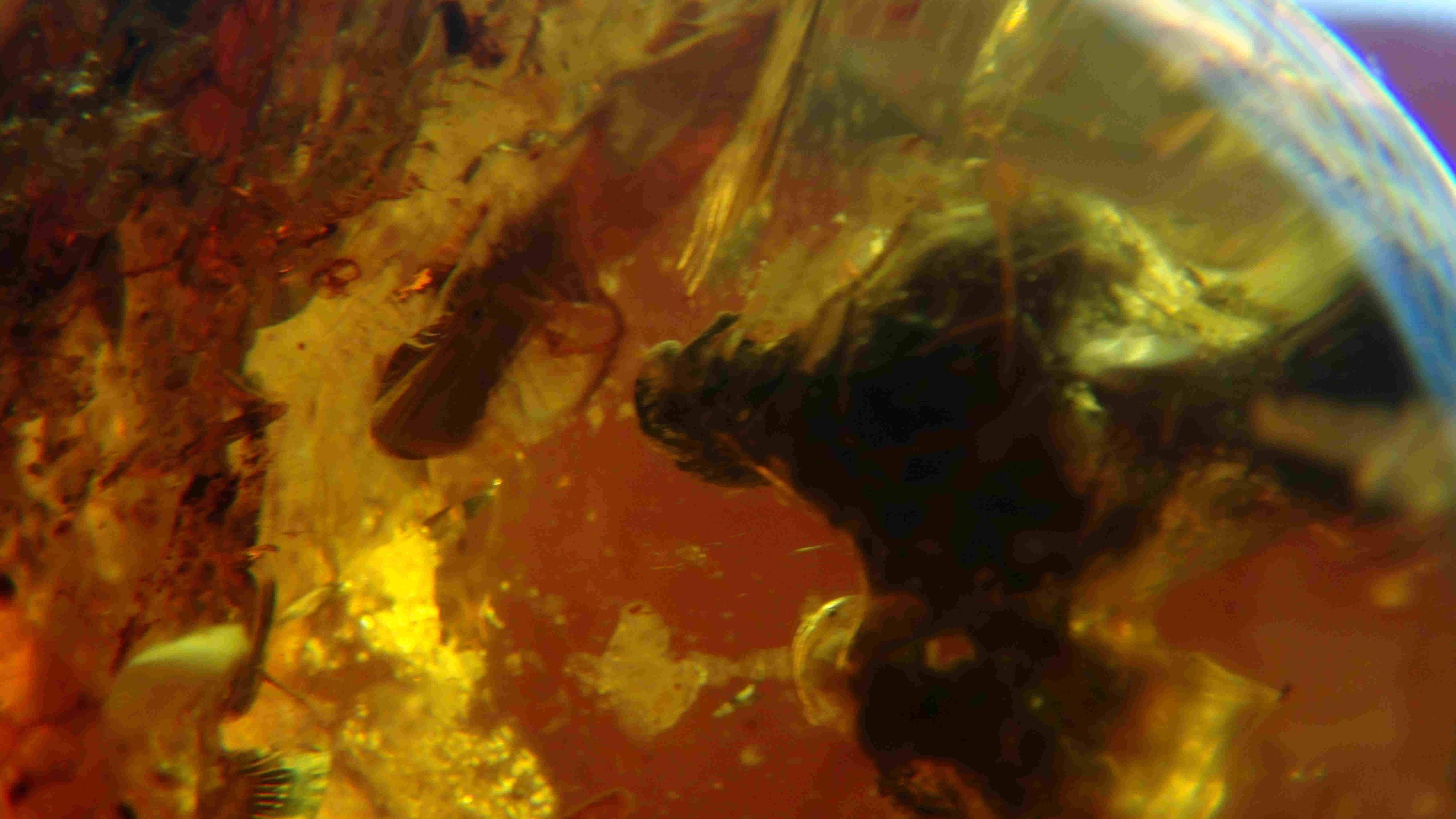 Bird in amber