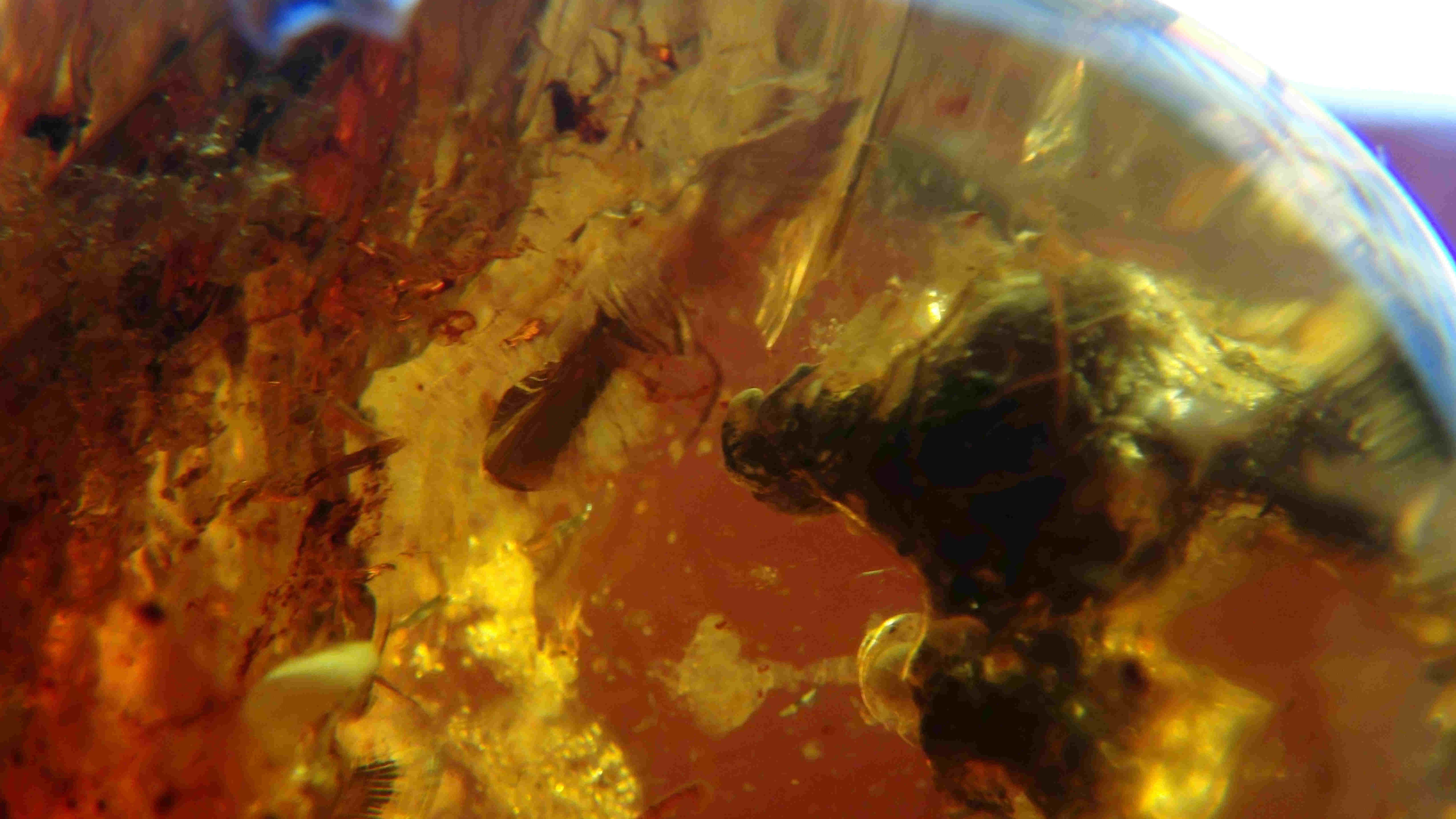Bird in amber