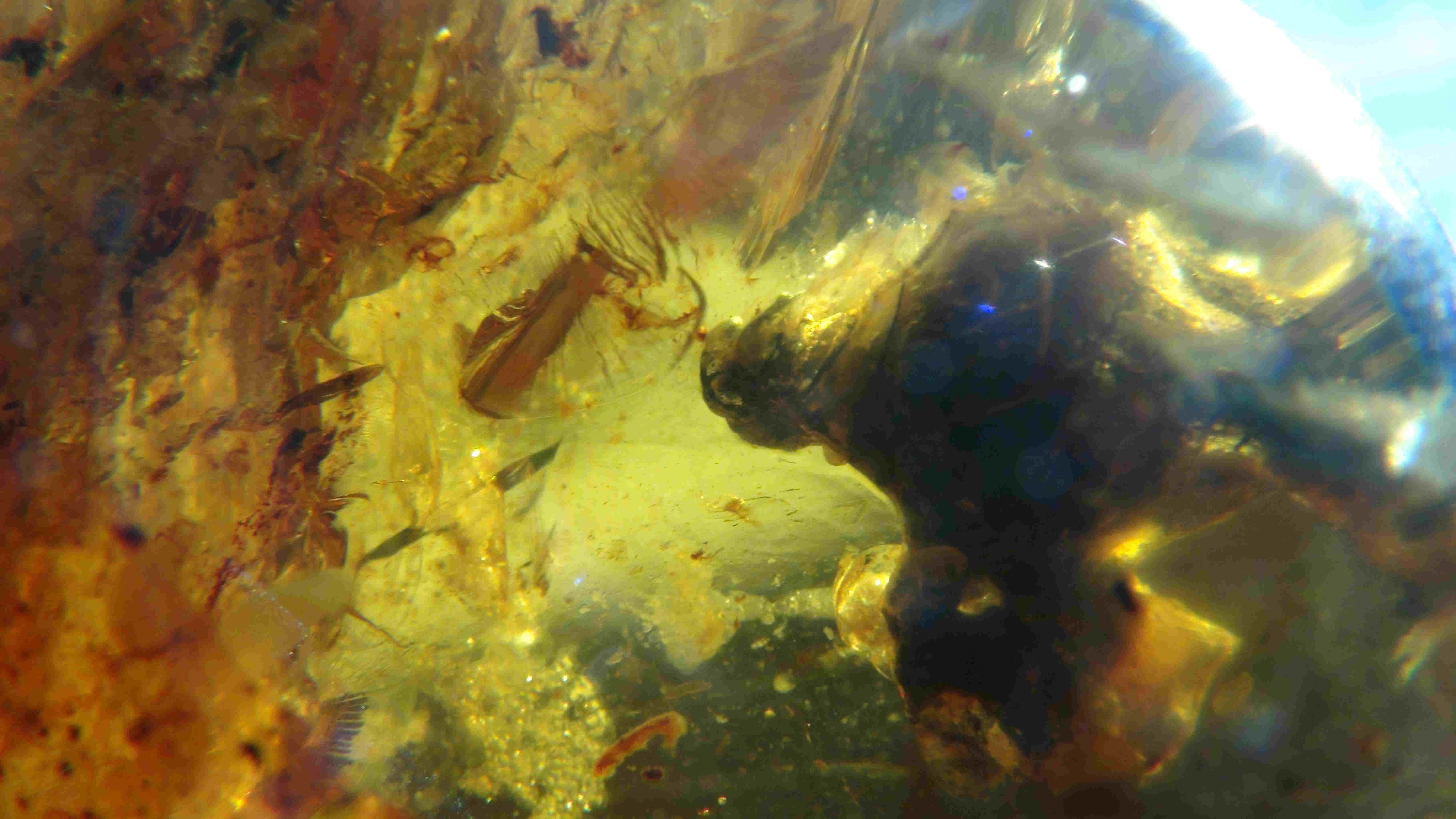 Bird in amber