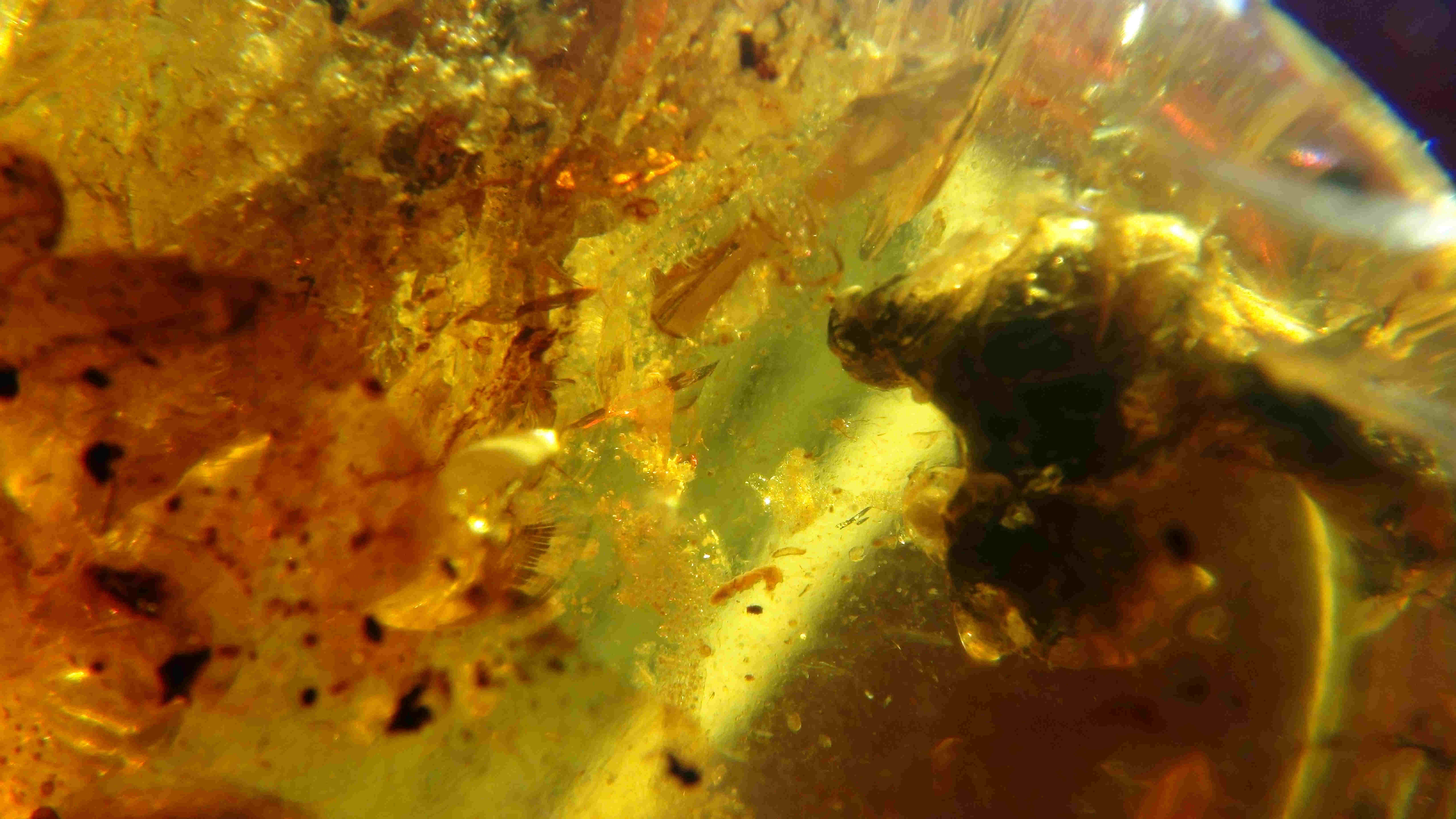 Bird in amber