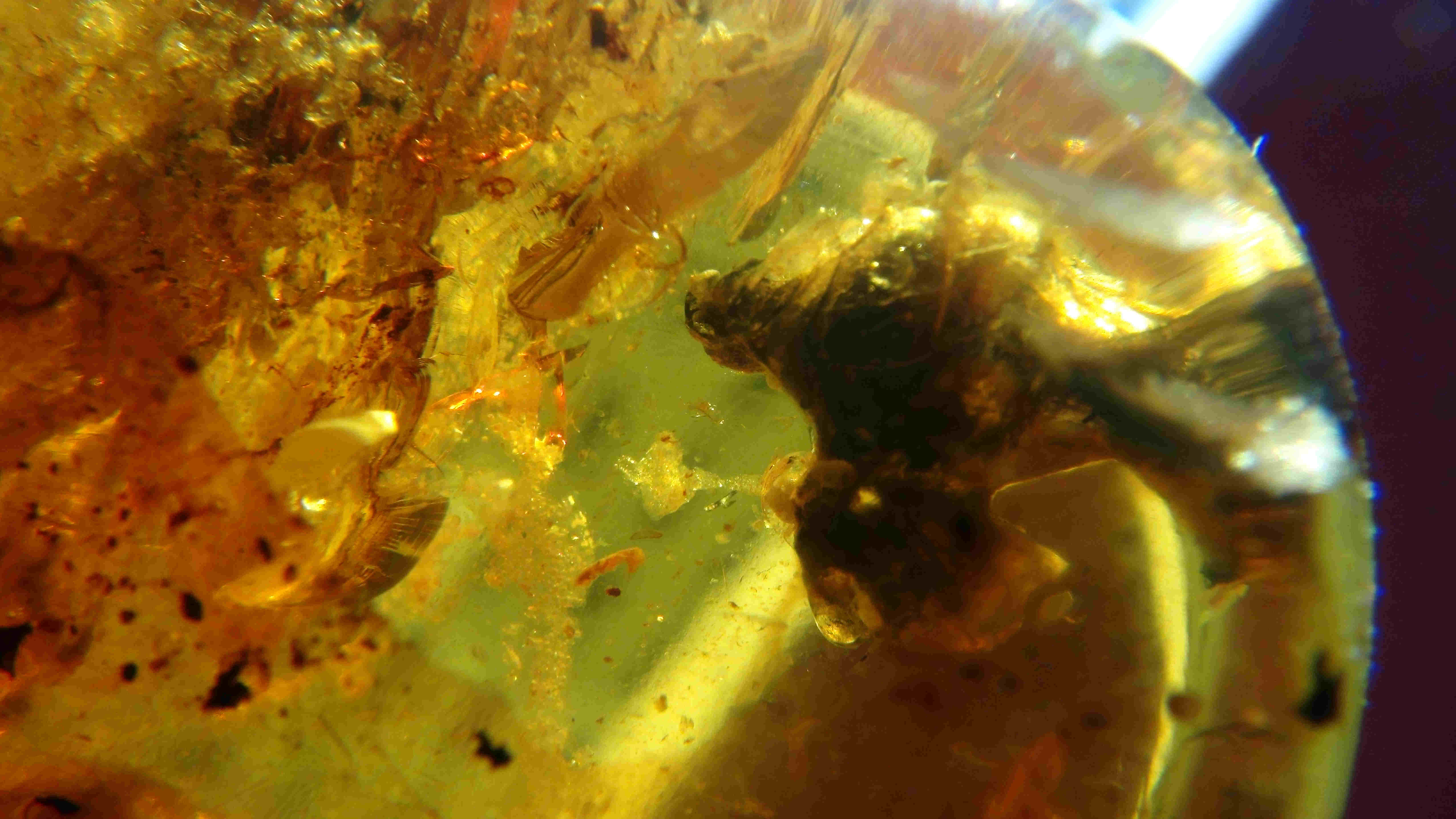 Bird in amber