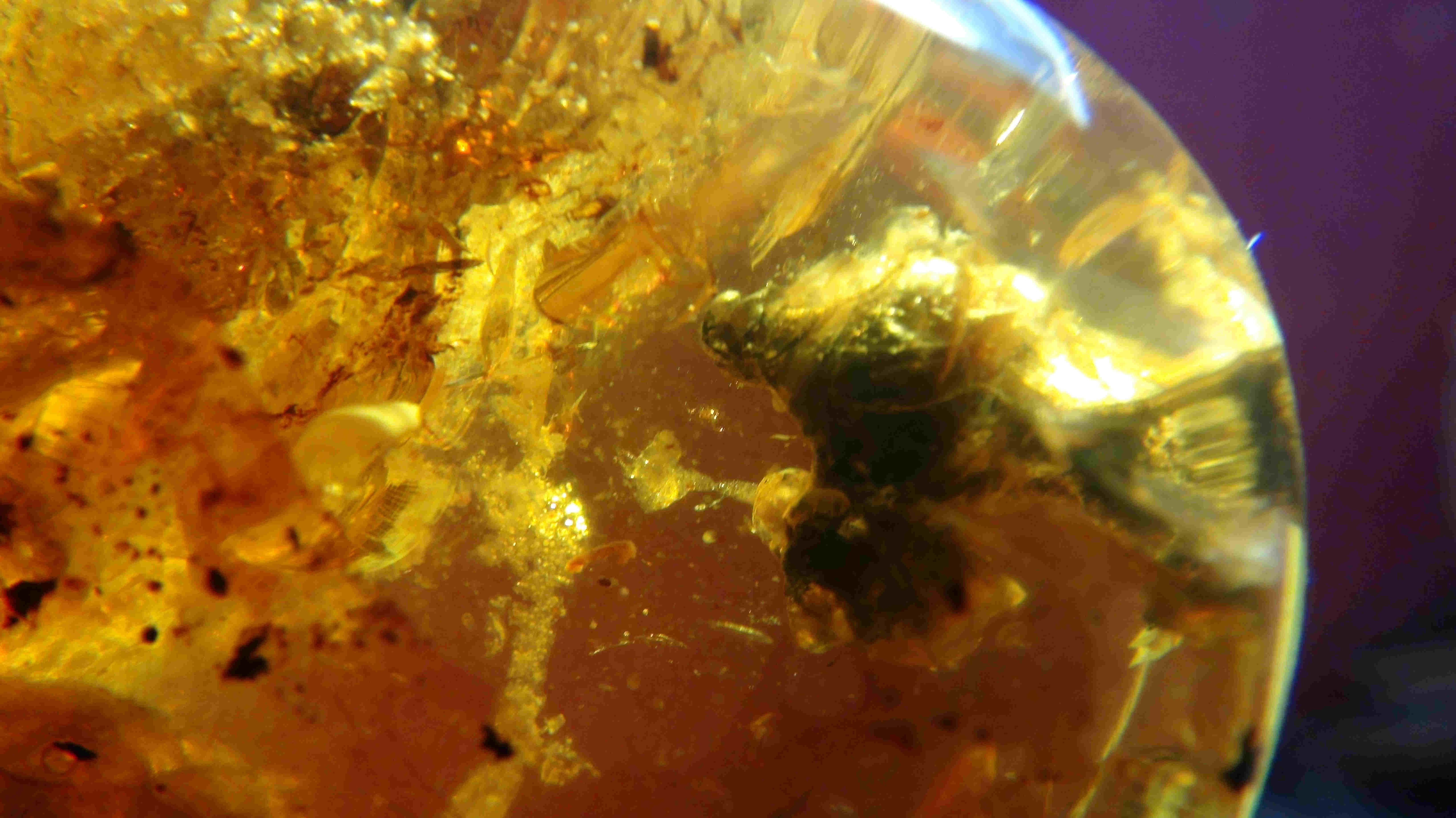 Bird in amber