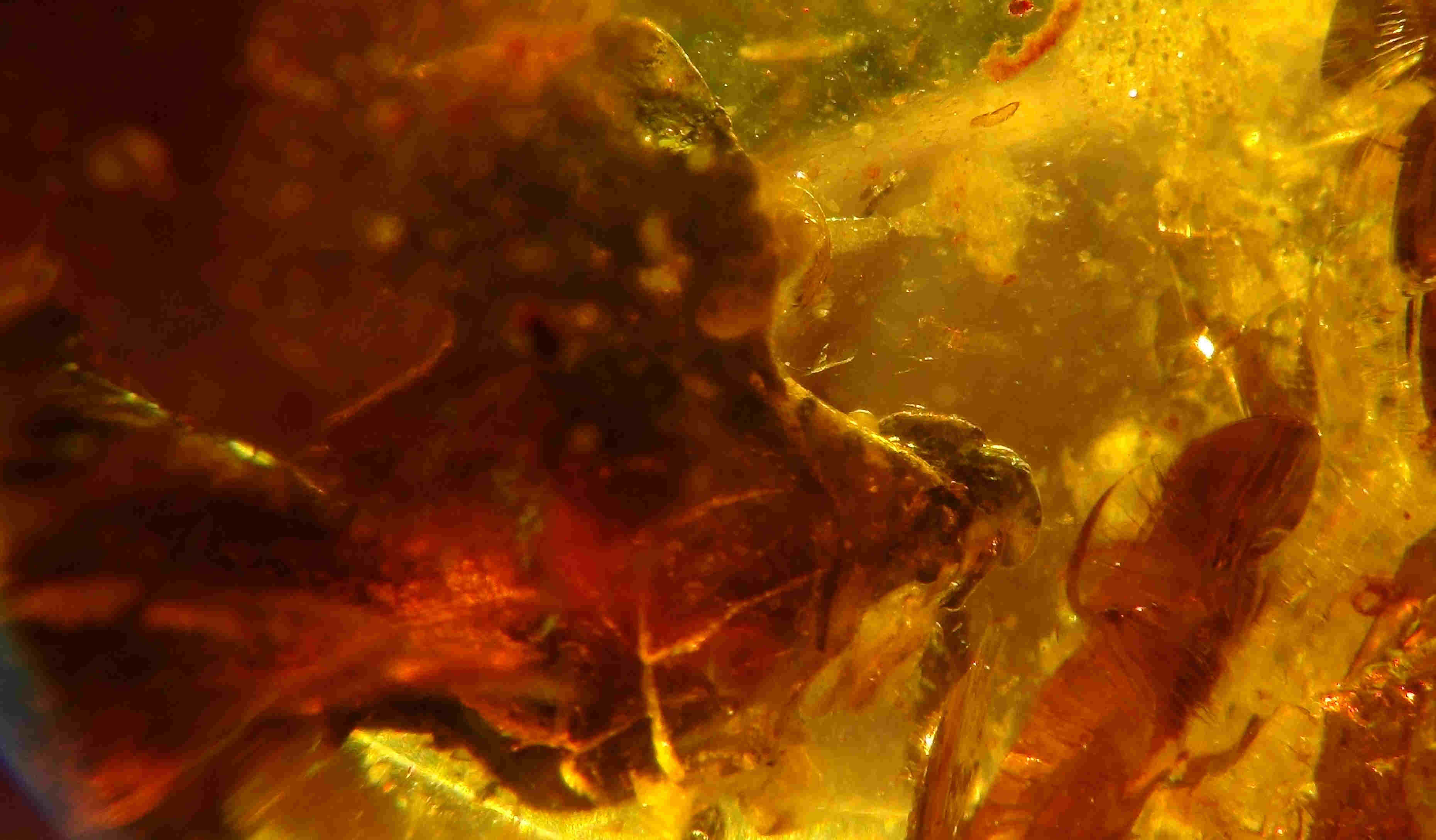 Bird in amber