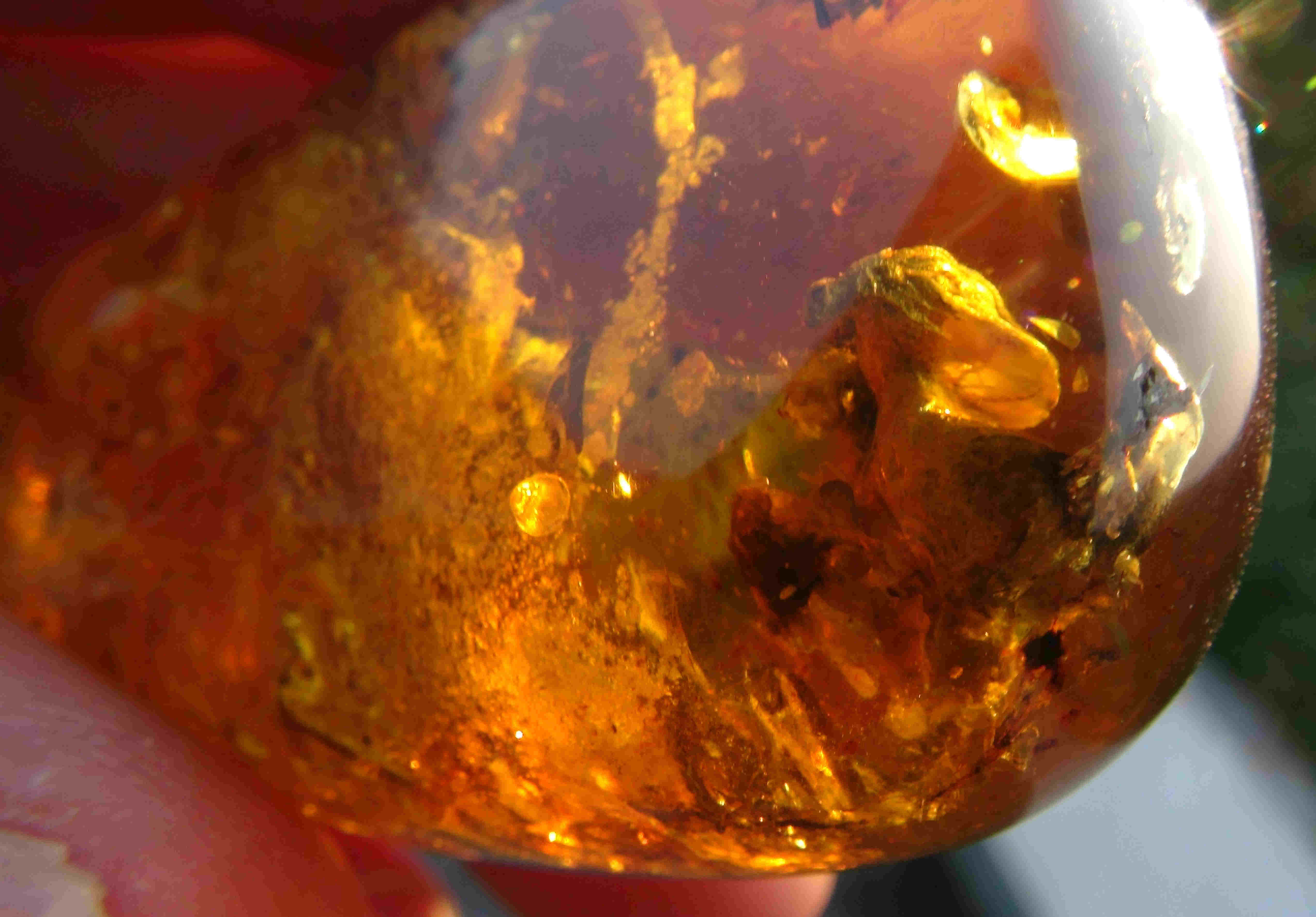 bird in burmite amber
