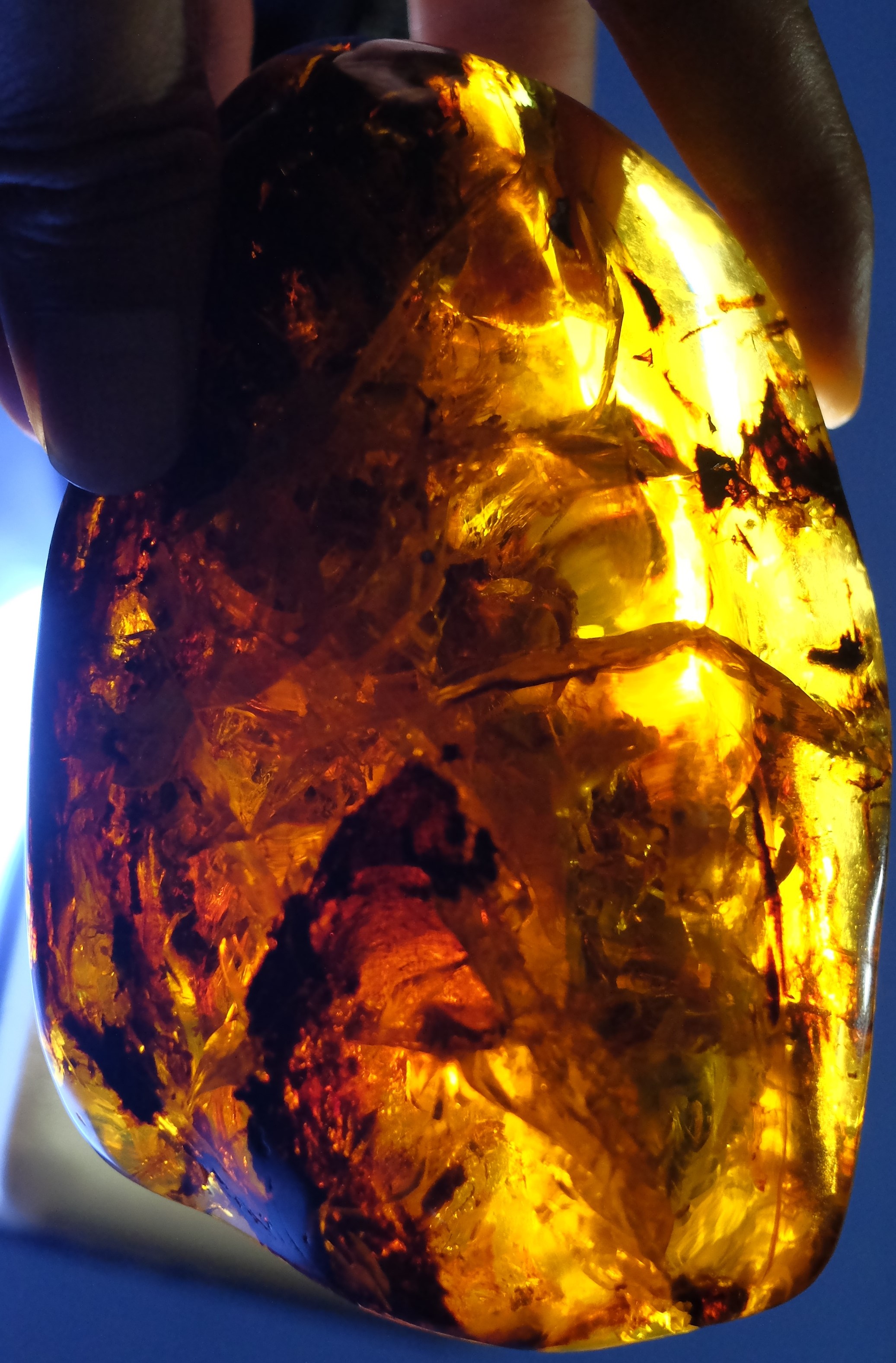 large Pterosaur in amber
