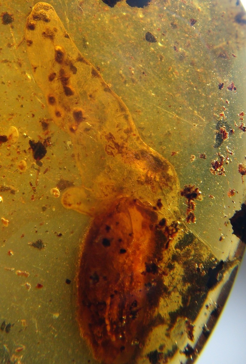 Baby pterosaur emerges from egg in amber