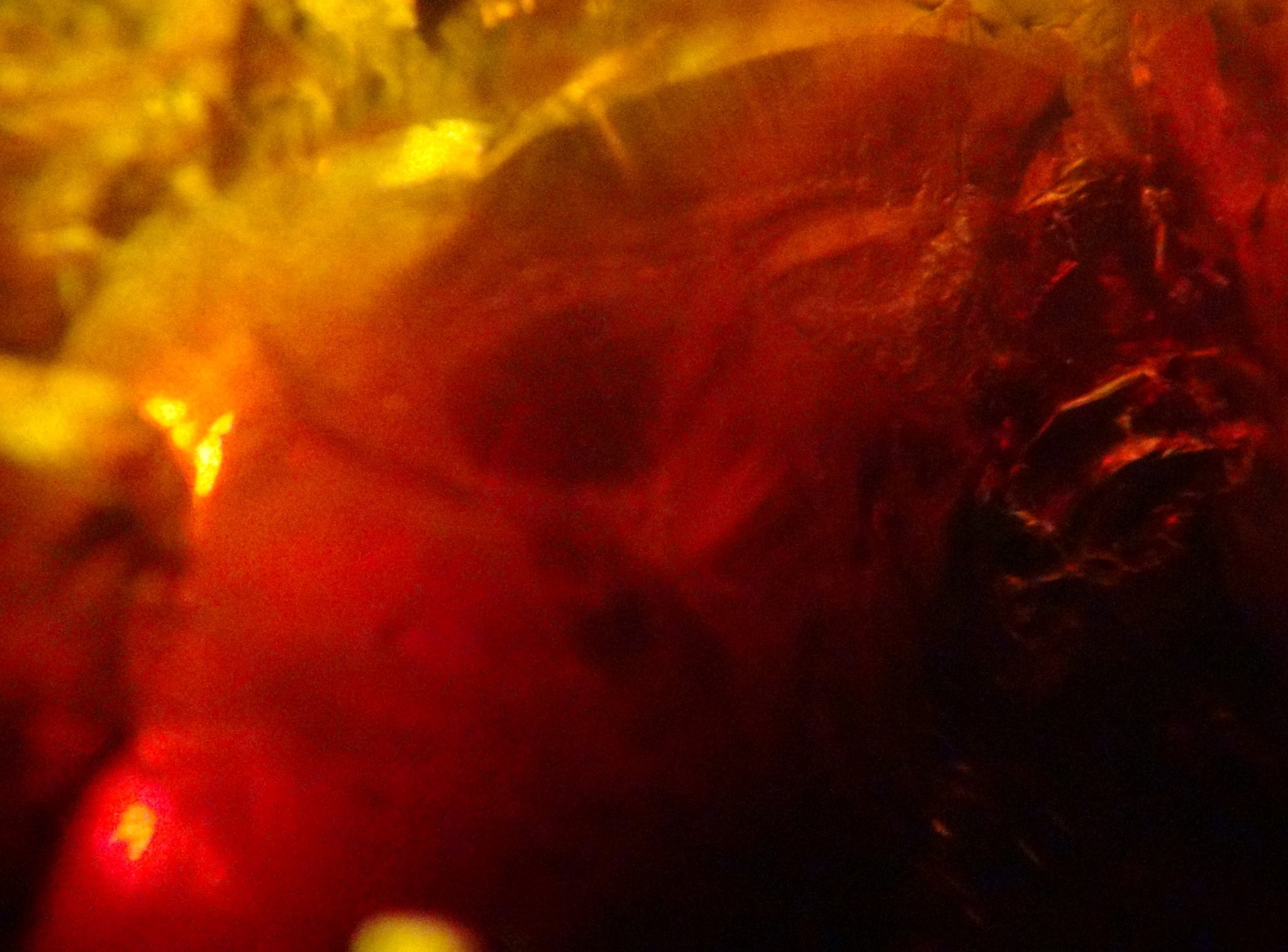 pterosaur head in amber