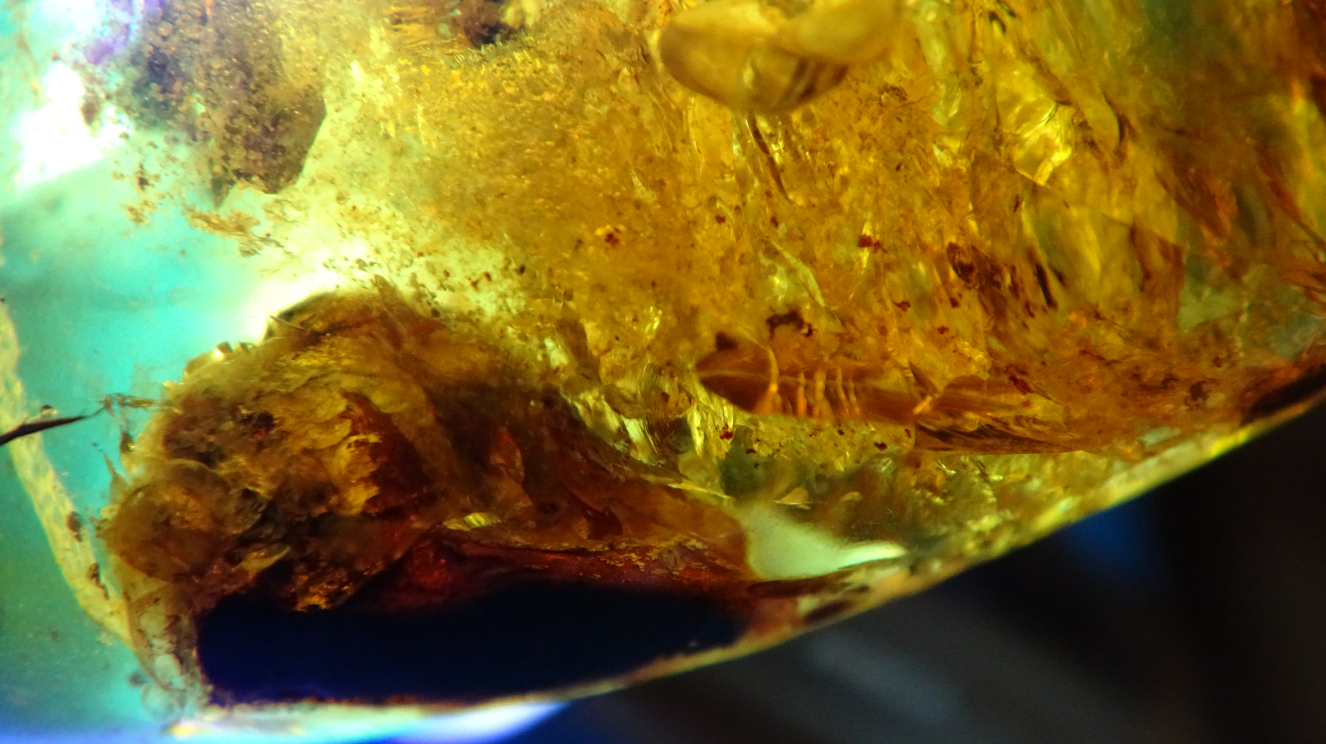 scaly feathered tetrapod head in cretaceous amber