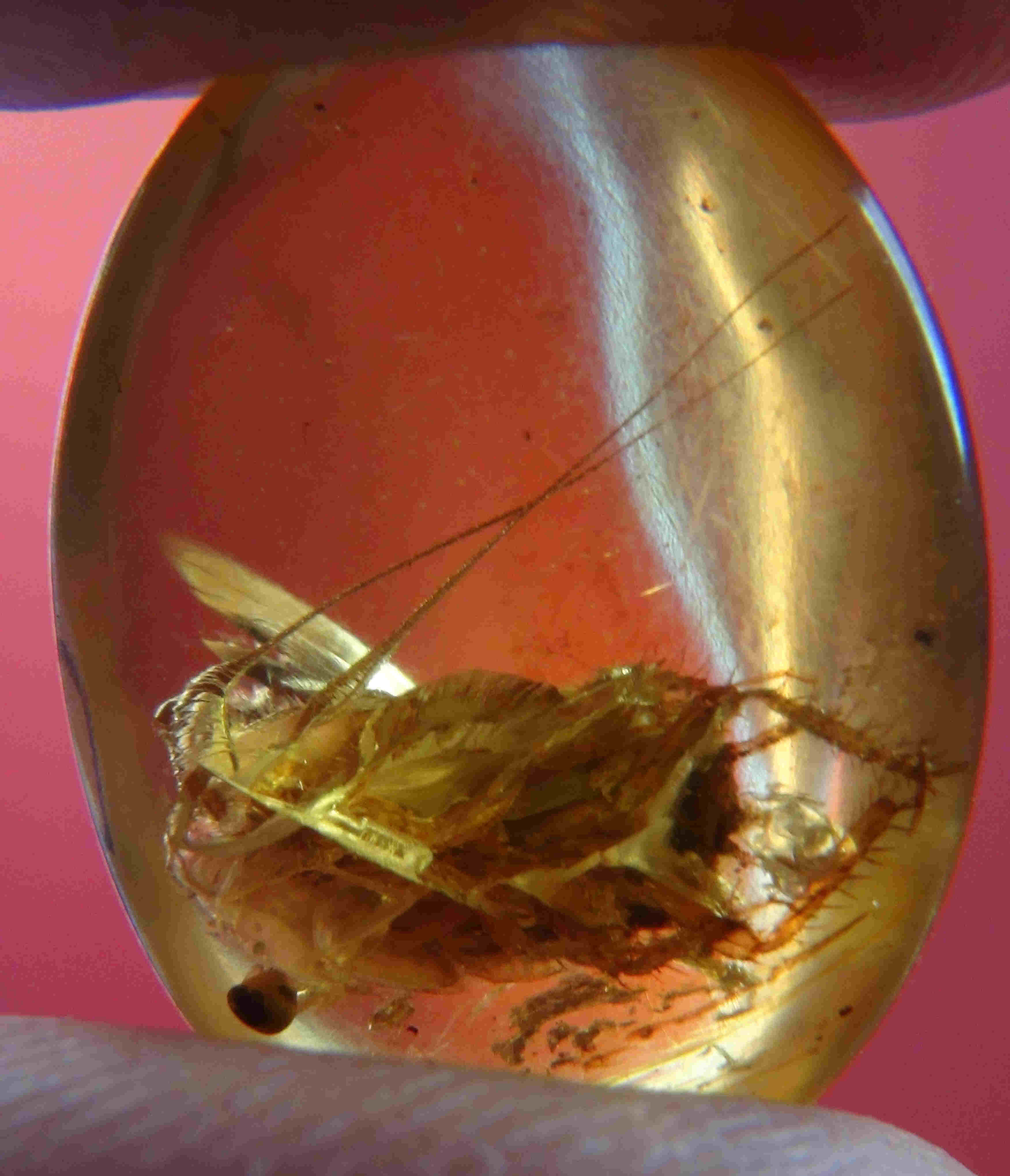 Double whiptail in amber