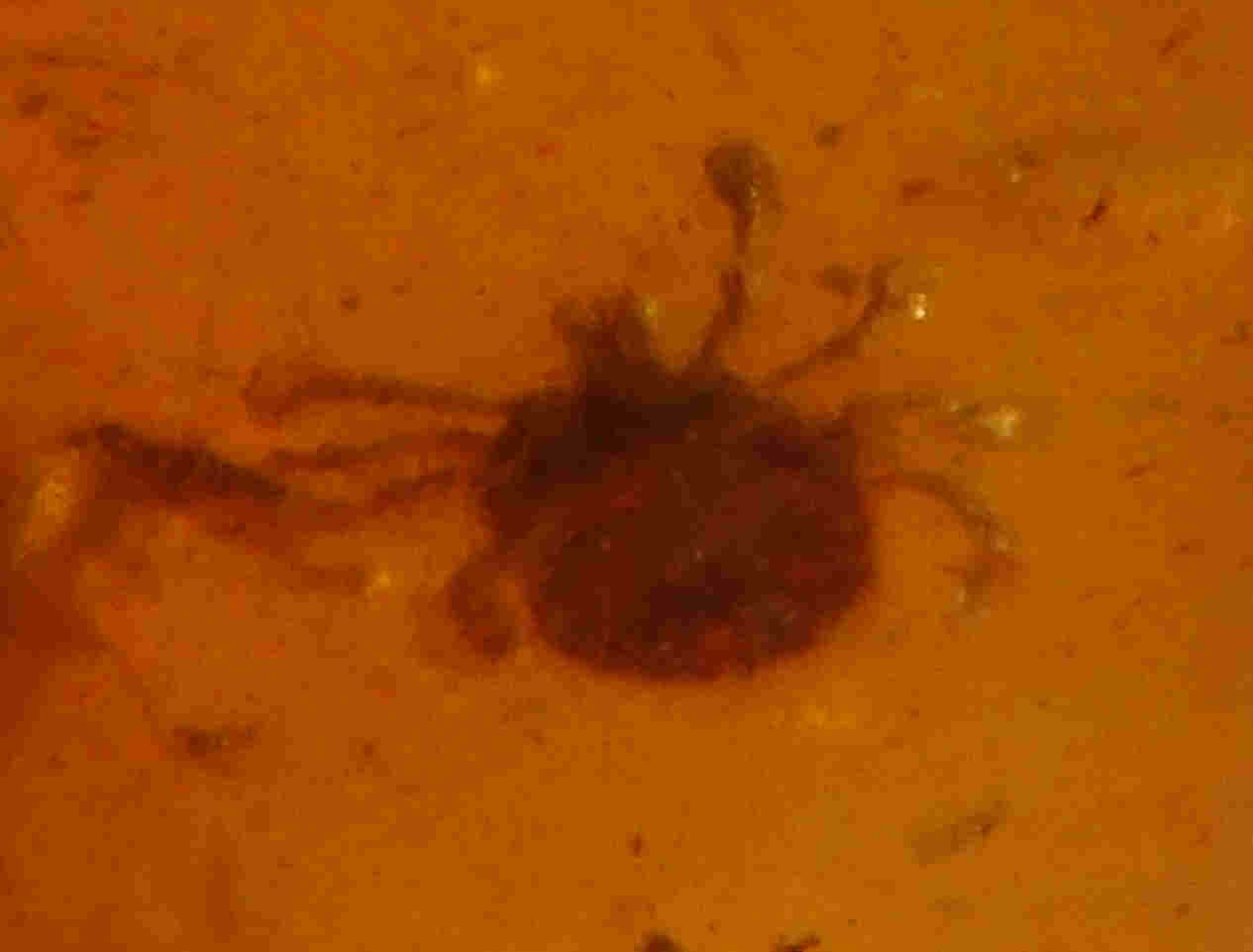 Spider mite in amber