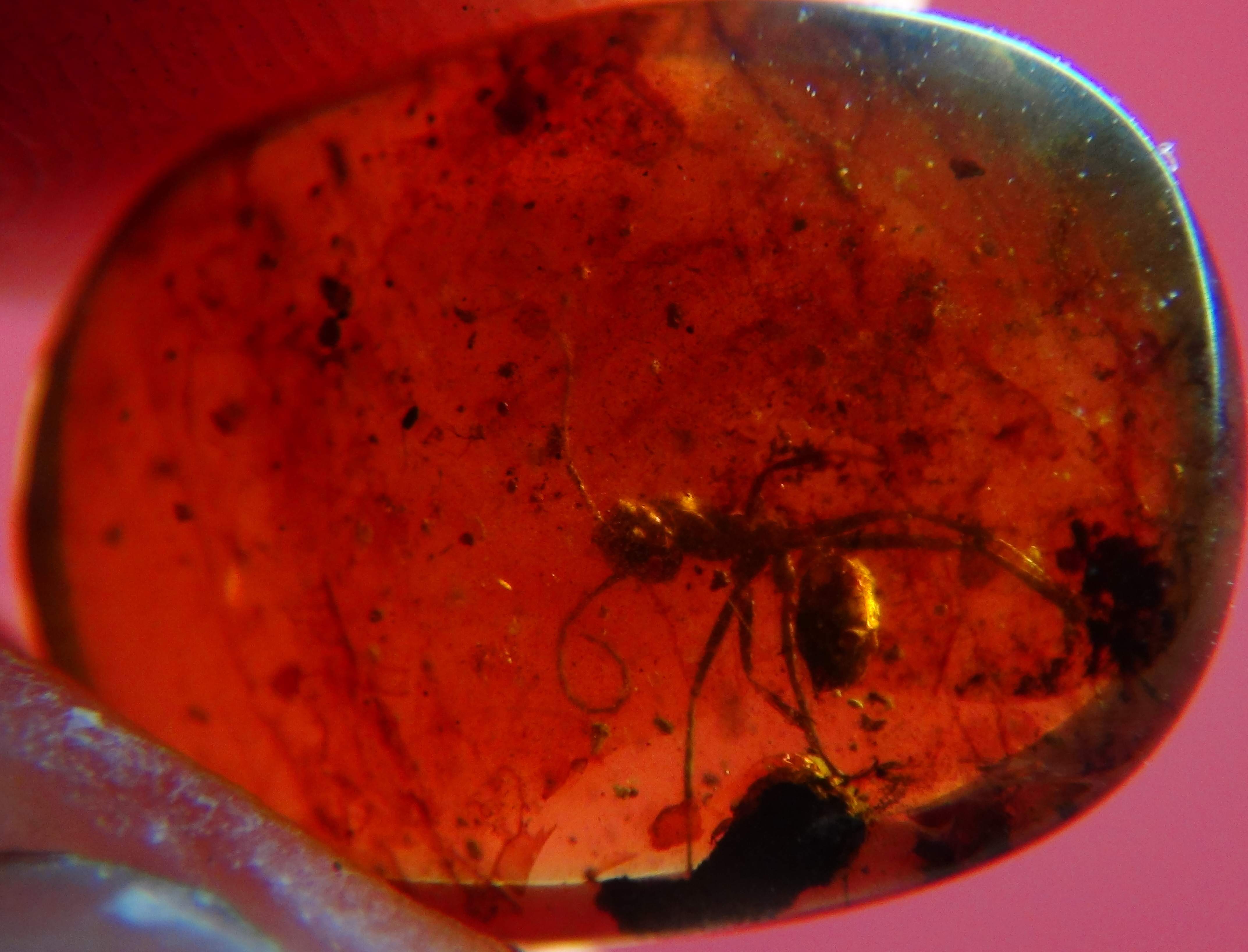 ant inclusion in amber