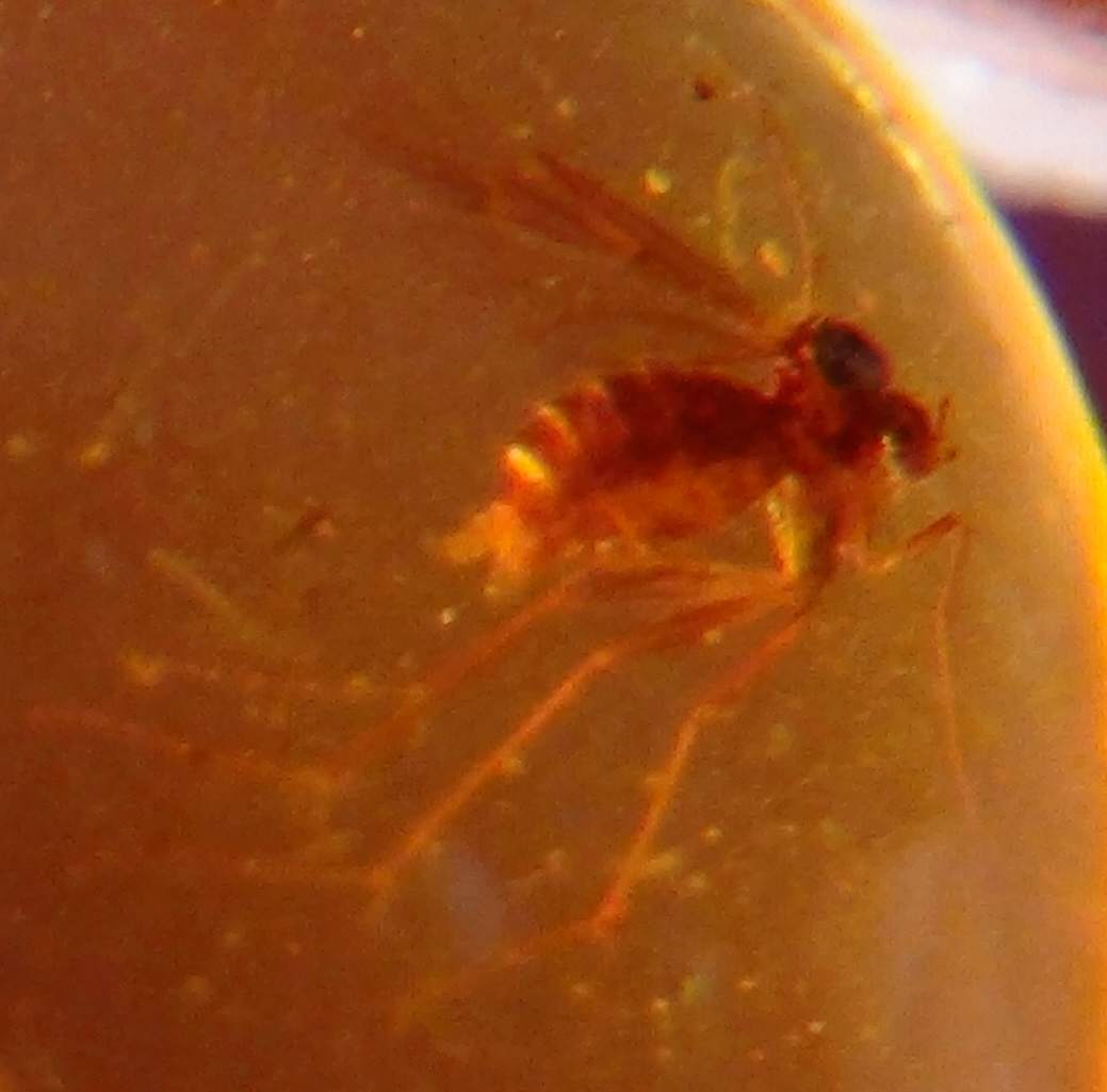 female mosquito in amber
