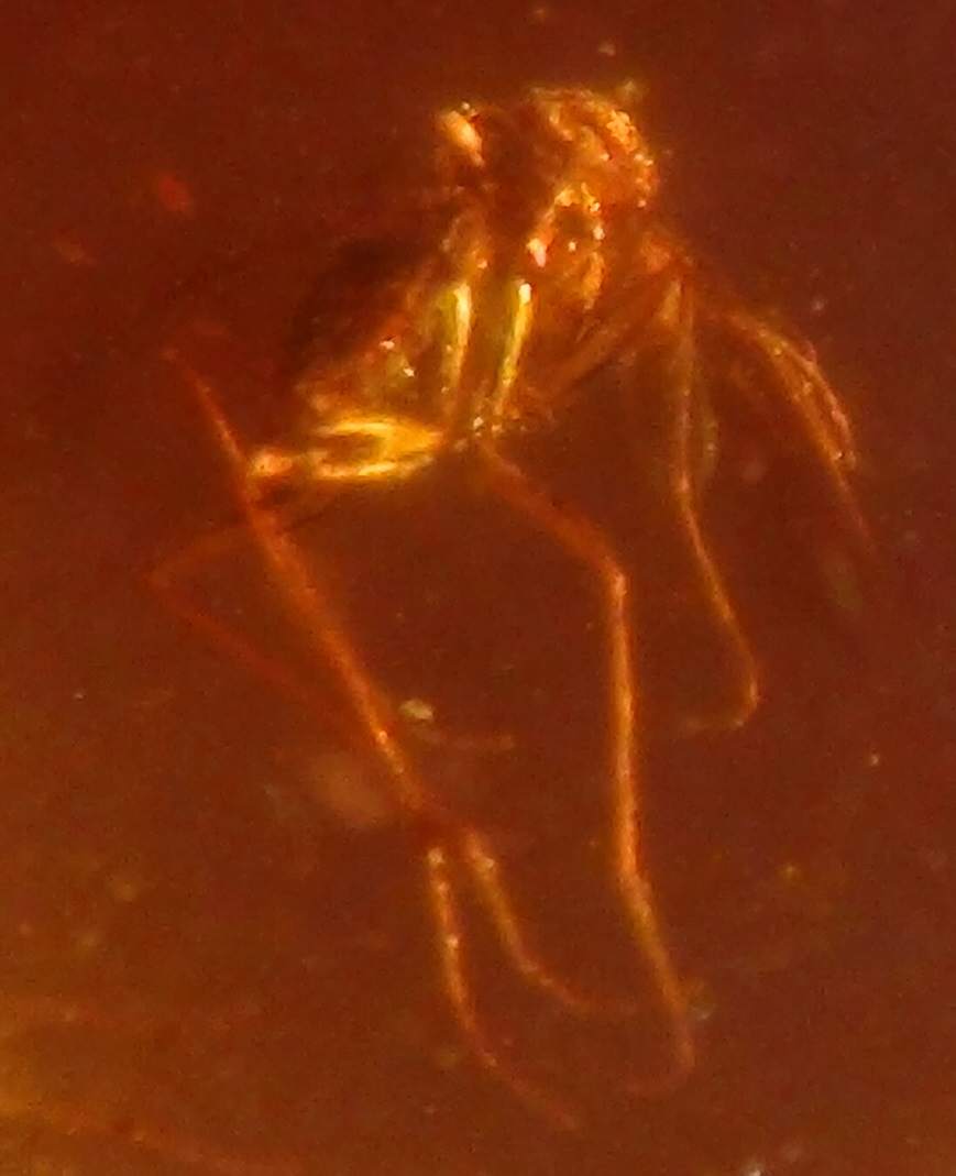 mosquito in amber