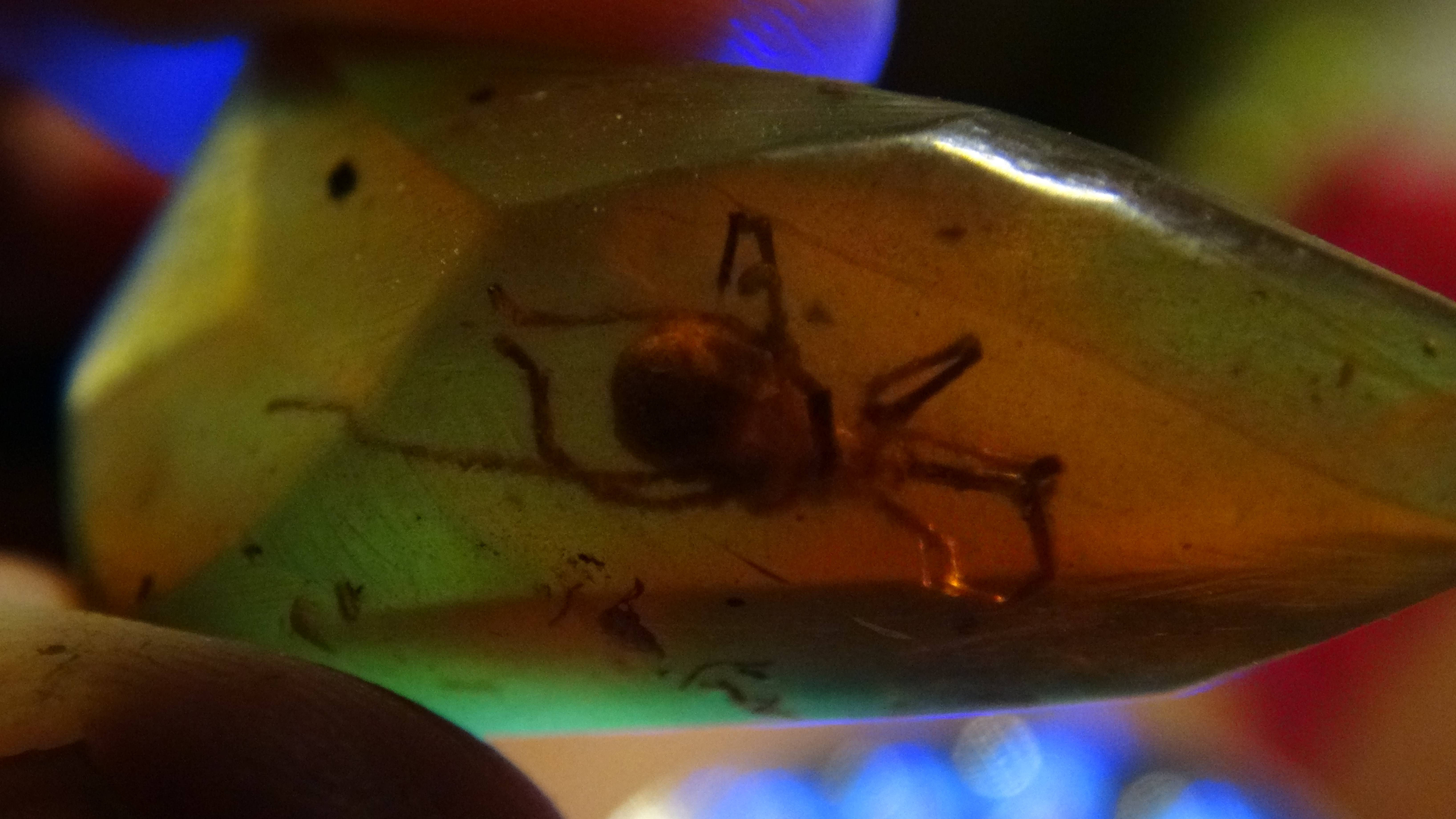 giant tick in amber