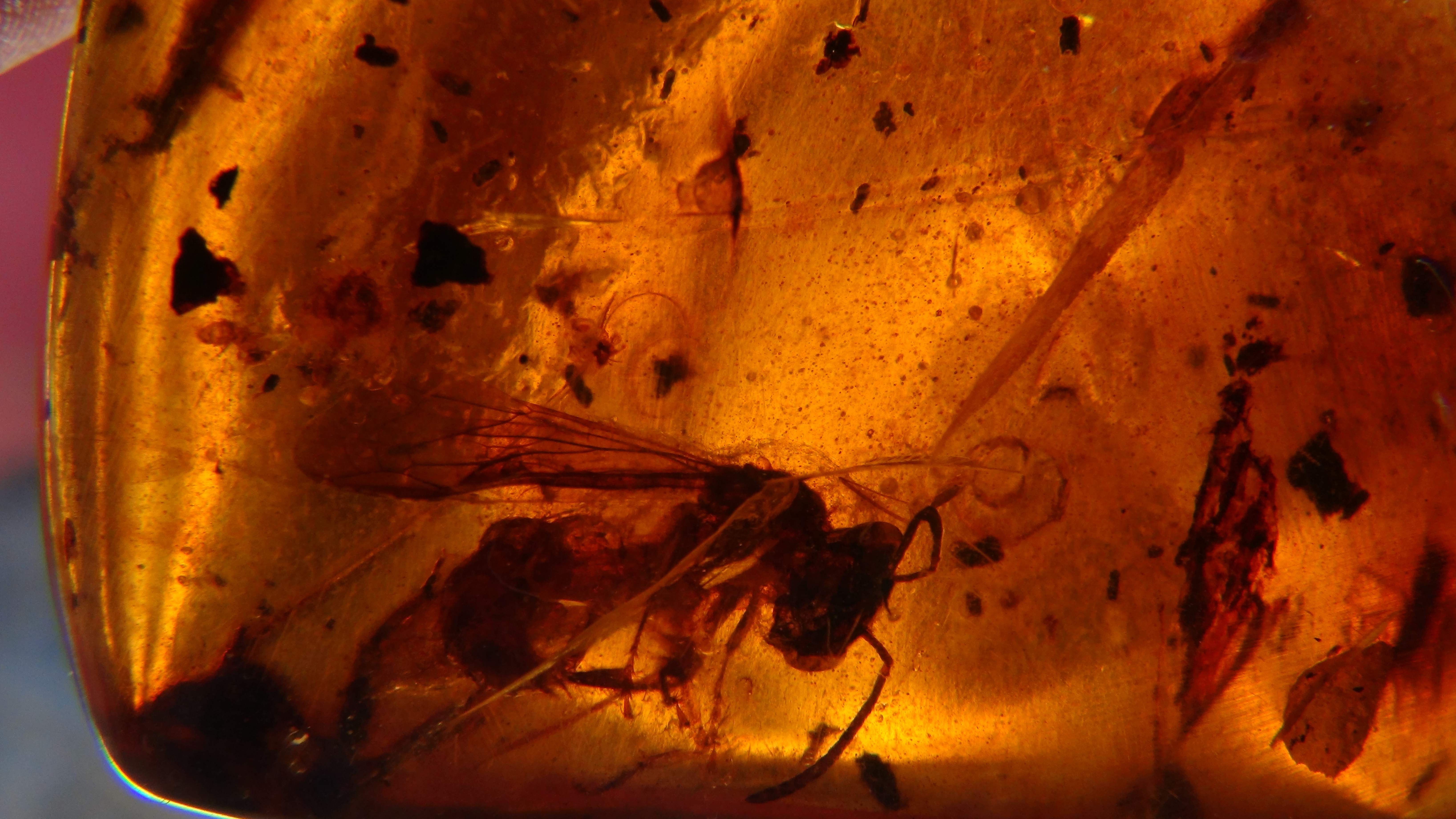 wasp in amber