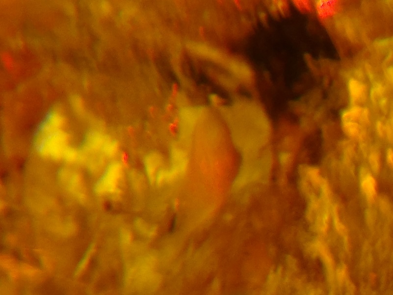 a small bird is seen emerging from an egg trapped in Cretaceous amber