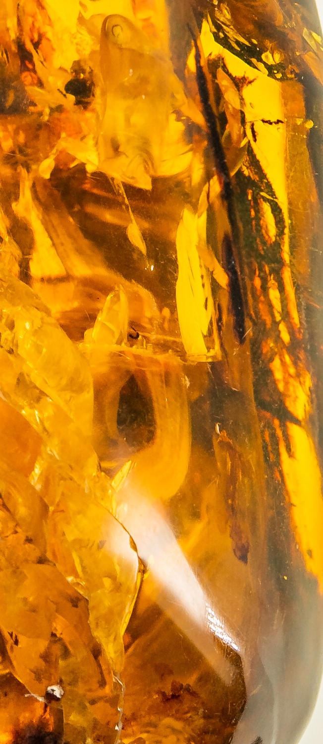 featherless flying animal in amber